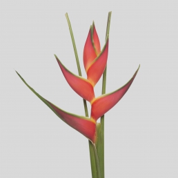 HELICONIA ORIDLE