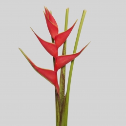 HELICONIA BIG BUD