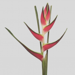 HELICONIA GIANT SEA