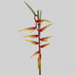 HELICONIA THAME TASTE