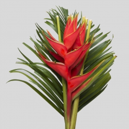 HELICONIA IRIS RED