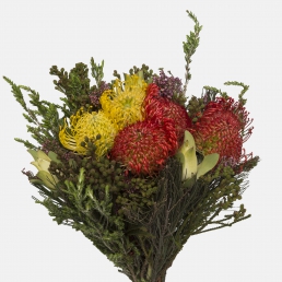 LEUCOSPERMUM CAROUSEL