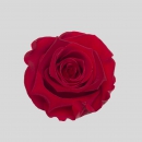 STABILIZZATE - ROSE VIBRANT RED