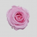 STABILIZZATE - ROSE BRIDAL PINK