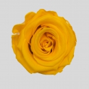 STABILIZZATE - ROSE SUNNY YELLOW