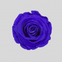 ROSE VIOLET VAIN