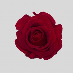 ROSE ROYAL RED