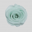 STABILIZZATE - ROSE MINTY GREEN