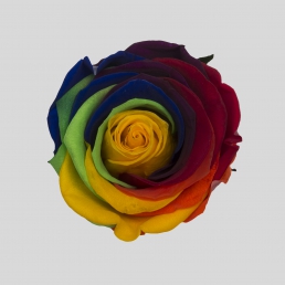 ROSE RAINBOW