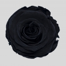 STABILIZZATE - ROSE BLACK BEAUTY