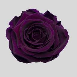 ROSE VELVET PLUM