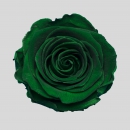 STABILIZZATE - ROSE EMERALD GREEN