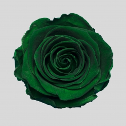 ROSE EMERALD GREEN