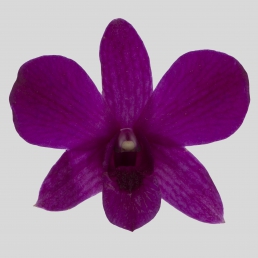 DENDROBIUM FOREVER