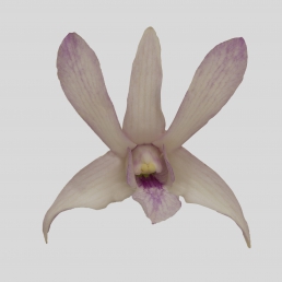 DENDROBIUM CHANNAL