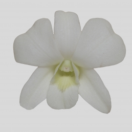 DENDROBIUM LITIA