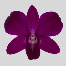 DENDROBIUM ROSSI