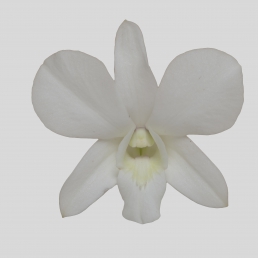 DENDROBIUM LERVIA