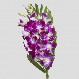 BOUQUET DENDROBIUM