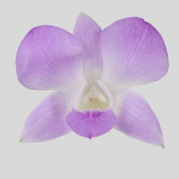 DENDROBIUM KANNA