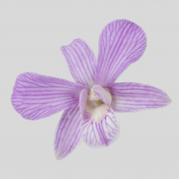 DENDROBIUM VALERY