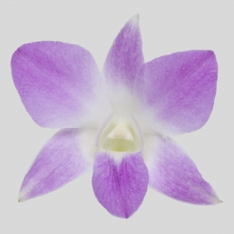 DENDROBIUM SAKURA