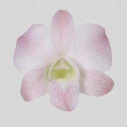 DENDROBIUM PEACH