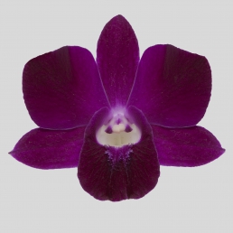 DENDROBIUM MISS SINGAPORE