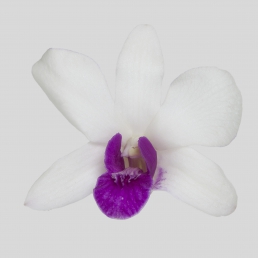 DENDROBIUM  PRINCESS CROWN