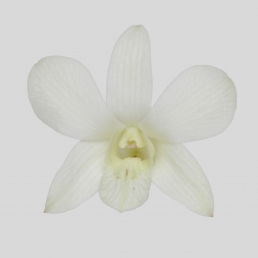 DENDROBIUM IMPERIAL WHITE