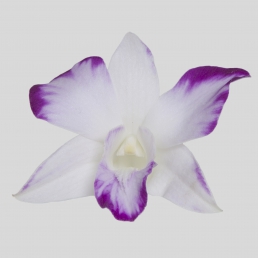 DENDROBIUM SPLASH GALAXY