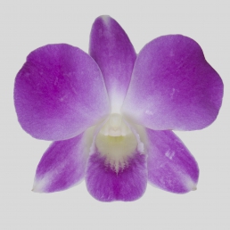 DENDROBIUM LISA