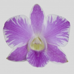 DENDROBIUM QUEENSLAND