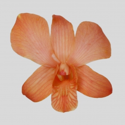 DYED DENDROBIUM ORANGE BIG WHITE FORM