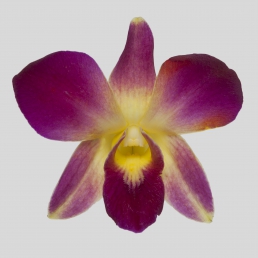 DYED DENDROBIUM YELLOW SONIA