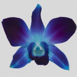 DYED DENDROBIUM BLUE SONIA