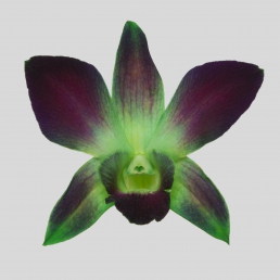 DYED DENDROBIUM GREEN SONIA