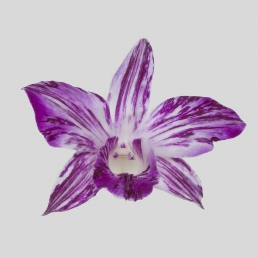 DENDROBIUM MOZARD