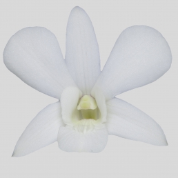 DENDROBIUM PRIMA WHITE