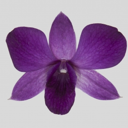 DENDROBIUM VIOLA