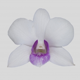 DENDROBIUM CHARMING WHITE