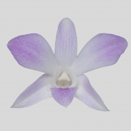 DENDROBIUM MISSTEEN