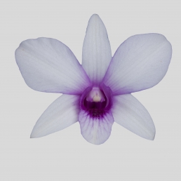 DENDROBIUM N.TH8