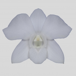 DENDROBIUM NEW WHITE