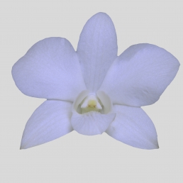 DENDROBIUM EXTRA WHITE